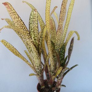 Billbergia Kolan Apocalypse