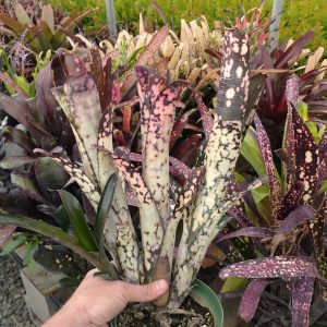 Billbergia Lynn Wegner