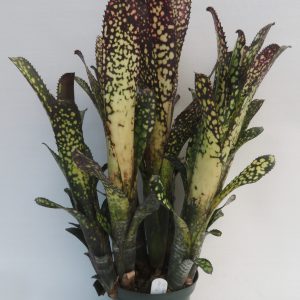 Billbergia Merrie Monarch