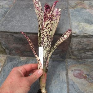 Billbergia Moulin Rouge