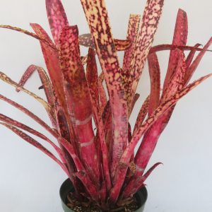 Billbergia Northern Lights