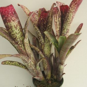 Billbergia Pirate's Booty