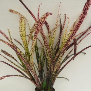 Billbergia Shinto