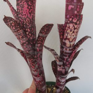 Billbergia Smokestack
