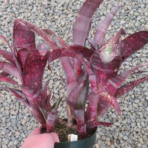Billbergia Stellar Attraction