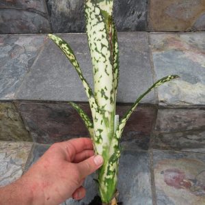 Billbergia Talbot White Knight