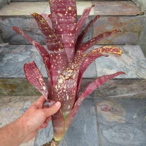 Billbergia Tarantella