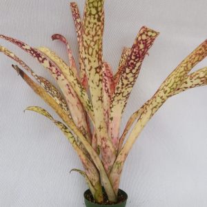 Billbergia The Joker