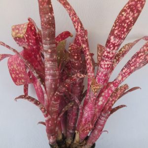Billbergia The Riddler
