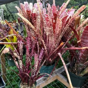 Billbergia Titanic dwarfing Billbergia Hallelujah (front).