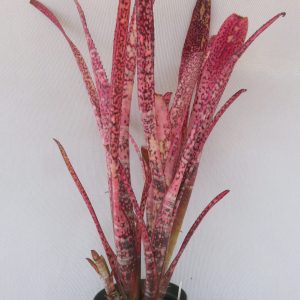 Billbergia Tuti Fruti