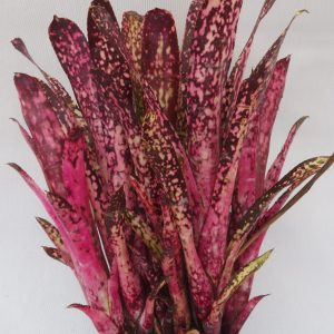 Billbergia Vaso Roxo
