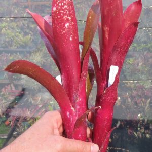 Billbergia Watermelon Man
