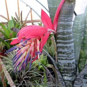 Billbergia eloiseae x Domingos Martins