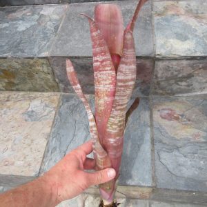 Billbergia vittata