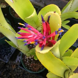 Billbergia vittata Green
