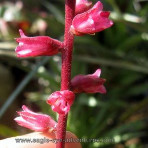 Hechtia pretiosa 'El Charco'