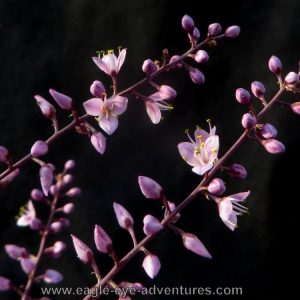 Hechtia tillandsioides