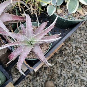 Hechtia marnier-lapostollei small clone