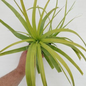 Hechtia lundelliorum