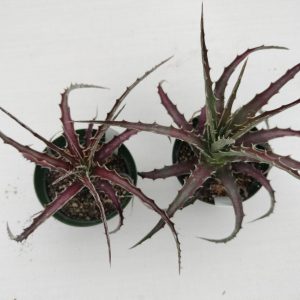 Hechtia chichinautzensis