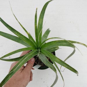 Hechtia lundelliorum x lanata