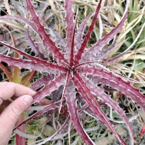 Hechtia marthae open-pollinated seedlings