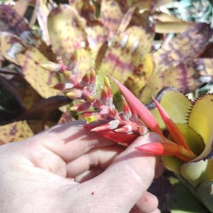 Aechmea nudicaulis var. aureorosea
