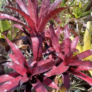 Aechmea Brilliant Snook