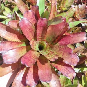 Neoregelia Noggin