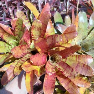 Neoregelia Tiger Prawn