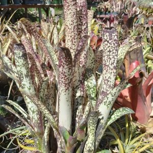 Billbergia Wild Thing