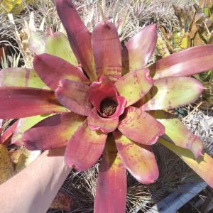 Neoregelia Jelly Roll