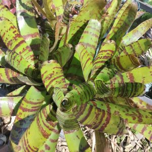 Neoregelia Terremoto