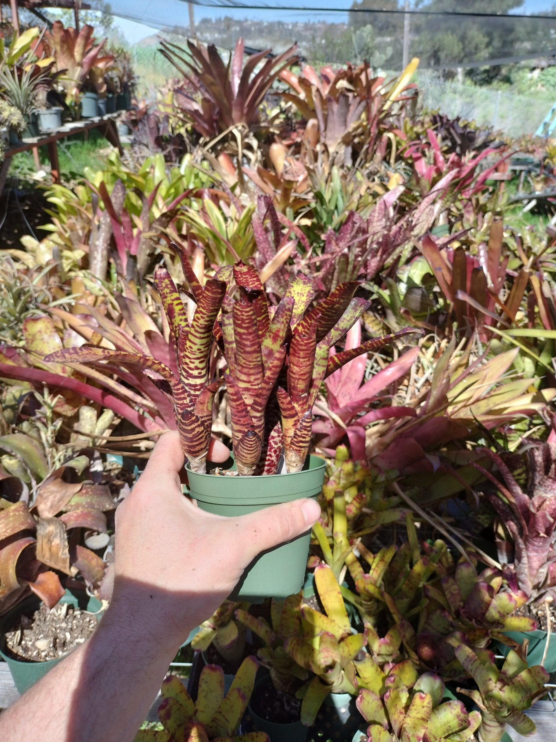 Neoregelia Licorice Twist Andys Bromeliads