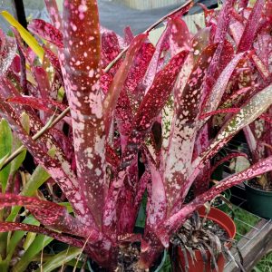 Billbergia Raspberry Spritzer