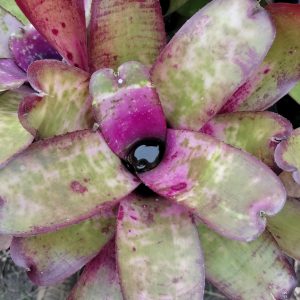 Neoregelia Galaxy