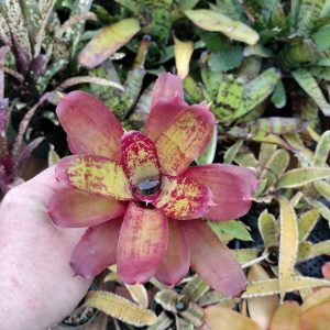 Neoregelia Janet Sue