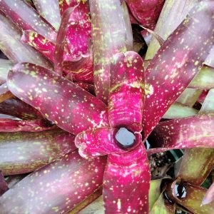 Neoregelia Ruby Throat