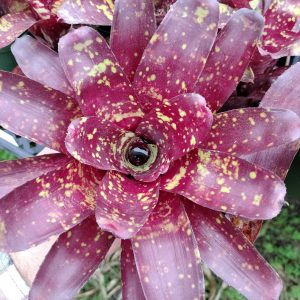 Neoregelia Fairy Paint x chlorosticta