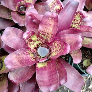 Neoregelia Cooloola Select