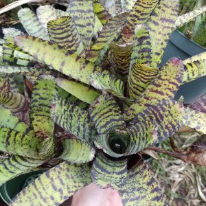 Neoregelia Hannibal Lecter F2