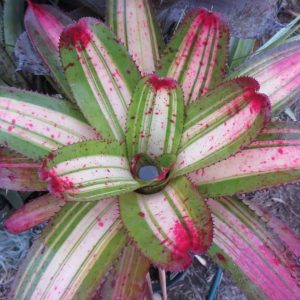 Neoregelia Unseasonably Hot