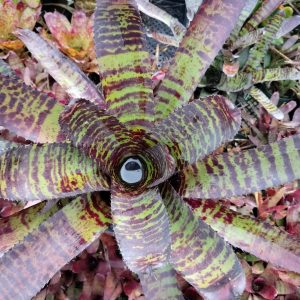 Neoregelia Hannibal Lecter