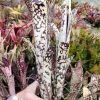 Billbergia Canvey Snow – Andy's Bromeliads