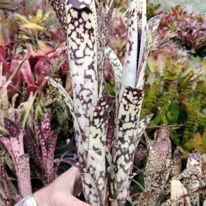 Billbergia Canvey Snow
