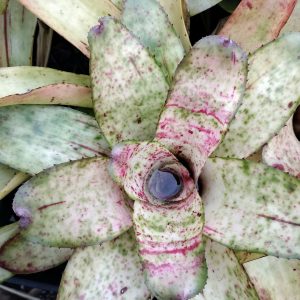 Neoregelia Cherry Float