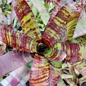 Neoregelia Tarnished