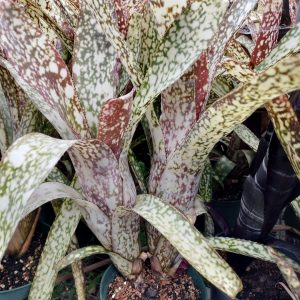 Billbergia Arribella