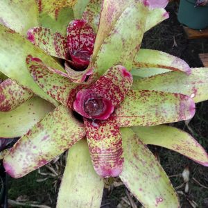 Neoregelia Kiko